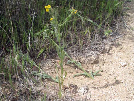 Bristly Fiddleneck (Amsinckia tessellata)