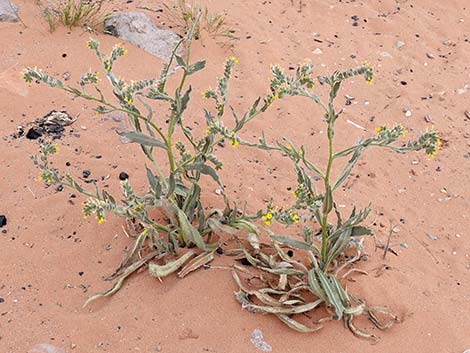 Bristly Fiddleneck (Amsinckia tessellata)