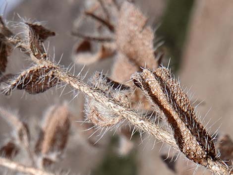 Bristly Fiddleneck (Amsinckia tessellata)