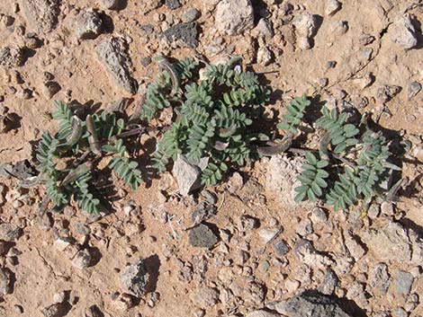 Nye Milkvetch (Astragalus nyensis)