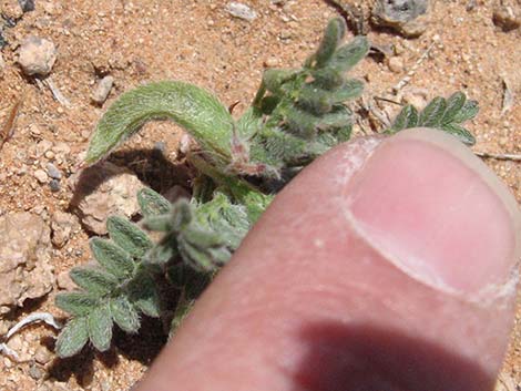 Nye Milkvetch (Astragalus nyensis)