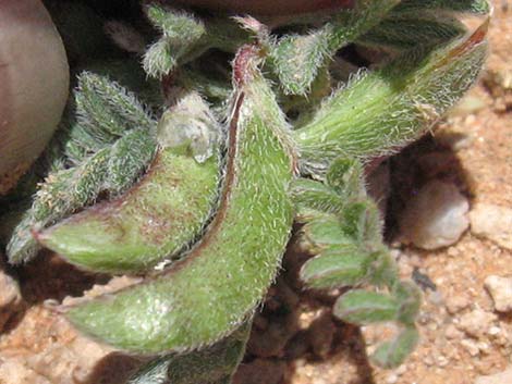 Nye Milkvetch (Astragalus nyensis)