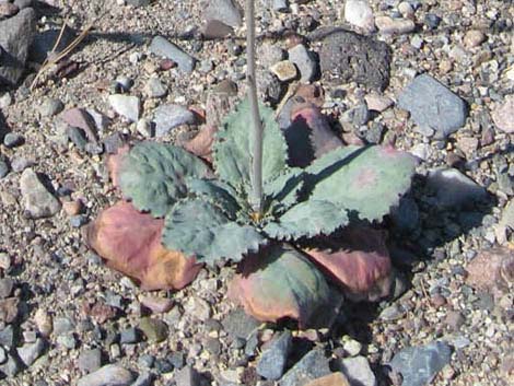 Gravel Ghost (Atrichoseris platyphylla)