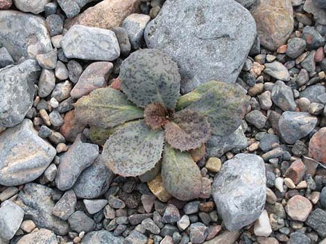 Gravel Ghost (Atrichoseris platyphylla)