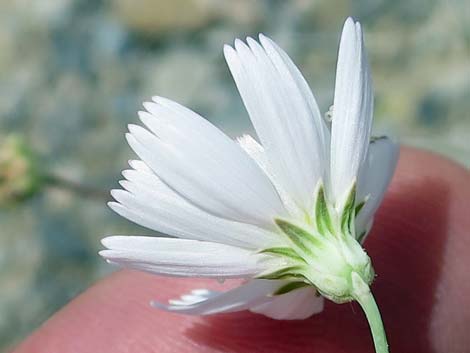 Gravel Ghost (Atrichoseris platyphylla)