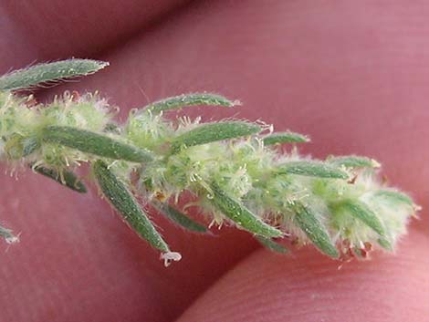 Fivehorn Smotherweed (Bassia hyssopifolia)