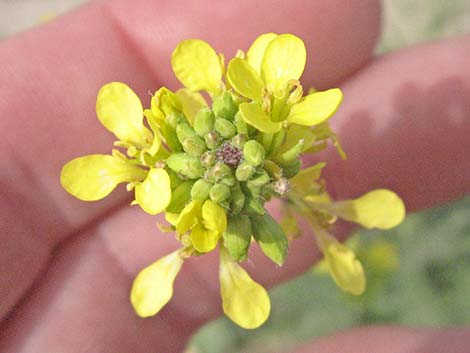 Black Mustard (Mutarda nigra)