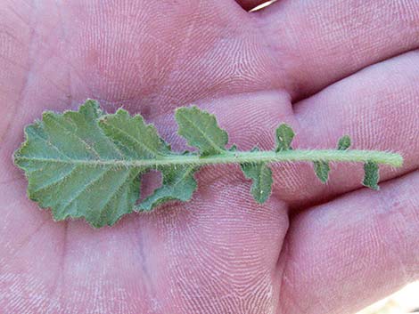 Black Mustard (Mutarda nigra)