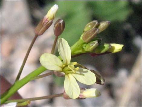 Sahara Mustard (Brassica tournefortii)