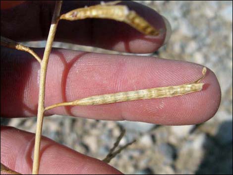 Sahara Mustard (Brassica tournefortii)