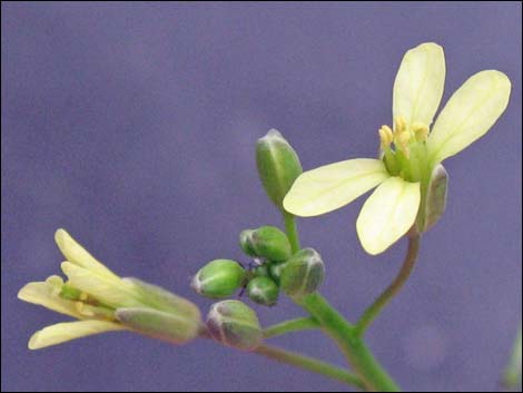 Sahara Mustard (Brassica tournefortii)