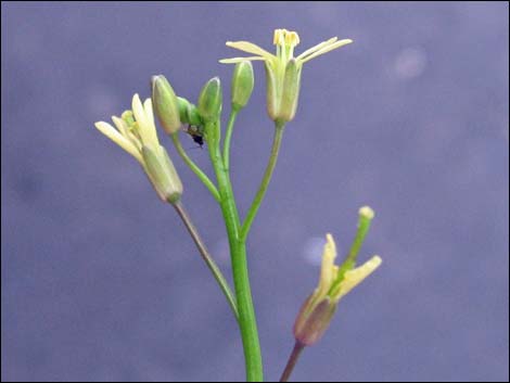 Sahara Mustard (Brassica tournefortii)