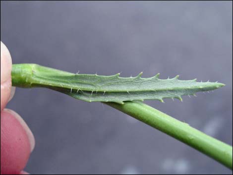 Sahara Mustard (Brassica tournefortii)