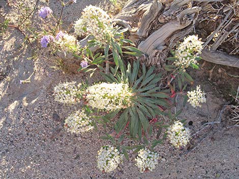 Booth's Evening Primrose (Eremothera boothii)