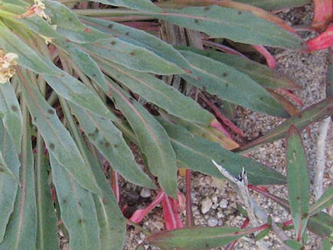 Booth's Evening Primrose (Eremothera boothii)