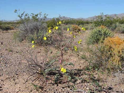 Golden Evening-Primrose (Chylismia brevipes)