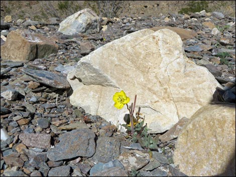 Golden Evening-Primrose (Chylismia brevipes)