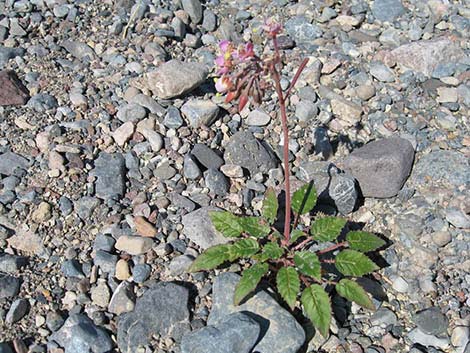 Brown-eyed Evening-Primrose (Chylismia claviformis)