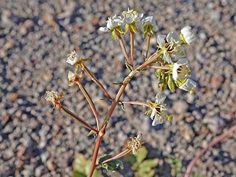 Brown-eyed Evening-Primrose (Chylismia claviformis)