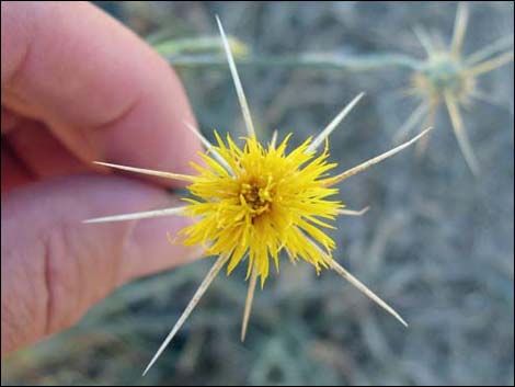 Yellow Star thistle (Centaurea solstitialis)