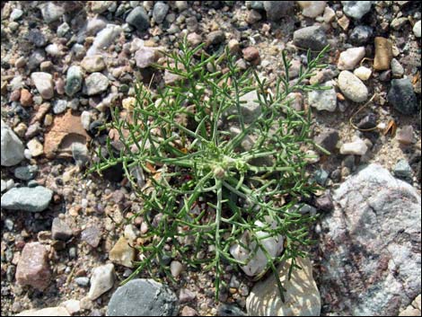 Pebble Pincushion (Chaenactis carphoclinia)