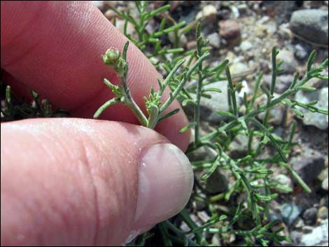 Pebble Pincushion (Chaenactis carphoclinia)