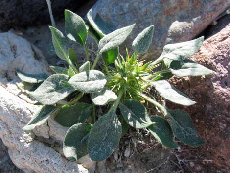 Devil's Spineflower (Chorizanthe rigida)