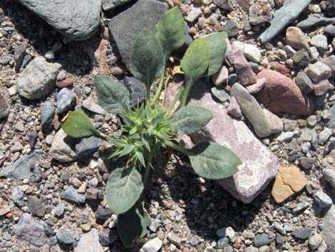 Devil's Spineflower (Chorizanthe rigida)