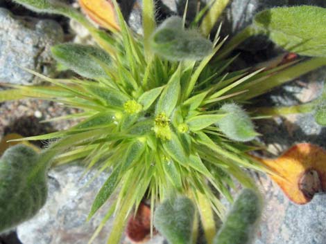 Devil's Spineflower (Chorizanthe rigida)