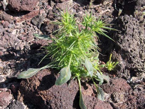 Devil's Spineflower (Chorizanthe rigida)