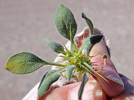 Devil's Spineflower (Chorizanthe rigida)