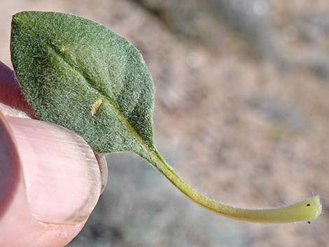 Devil's Spineflower (Chorizanthe rigida)