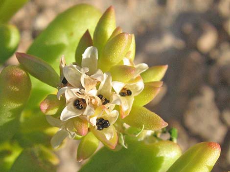 Dead Man's Fingers (Cistanthe ambigua)