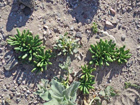 Dead Man's Fingers (Cistanthe ambigua)