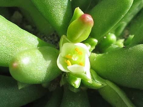 Dead Man's Fingers (Cistanthe ambigua)