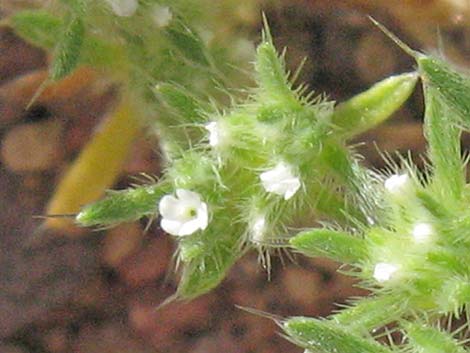 Cushion Cryptantha (Cryptantha circumscissa)