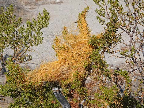 Desert Dodder (Cuscuta denticulata)