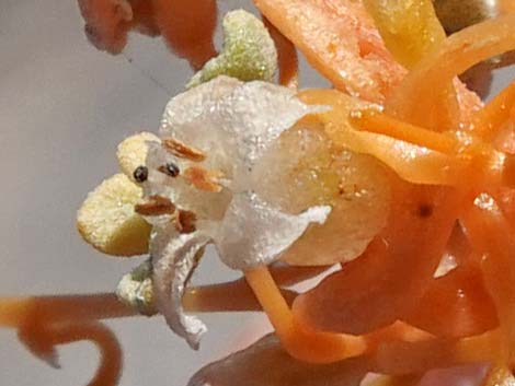 Desert Dodder (Cuscuta denticulata)