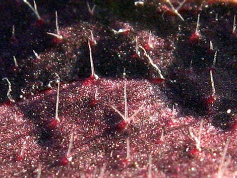 Desert Fivespot (Eremalche rotundifolia)