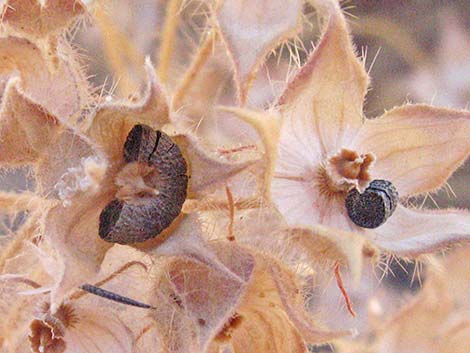 Desert Fivespot (Eremalche rotundifolia)