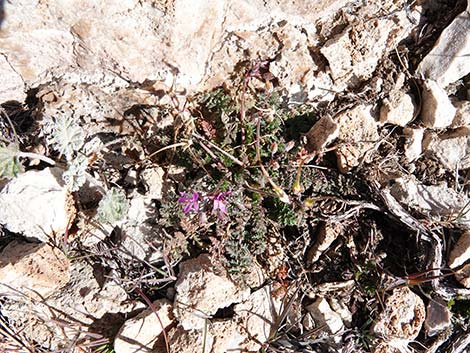 Redstem Stork's Bill (Erodium cicutarium)