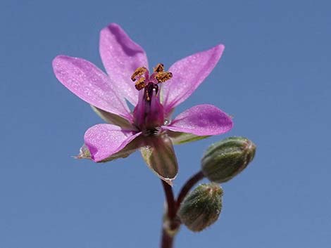 Redstem Stork's Bill (Erodium cicutarium)