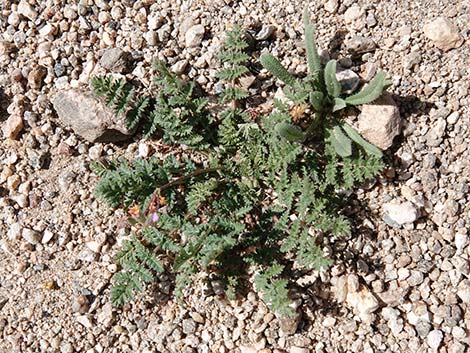 Redstem Stork's Bill (Erodium cicutarium)