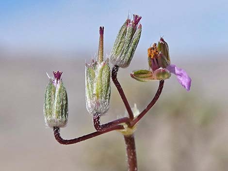 Redstem Stork's Bill (Erodium cicutarium)