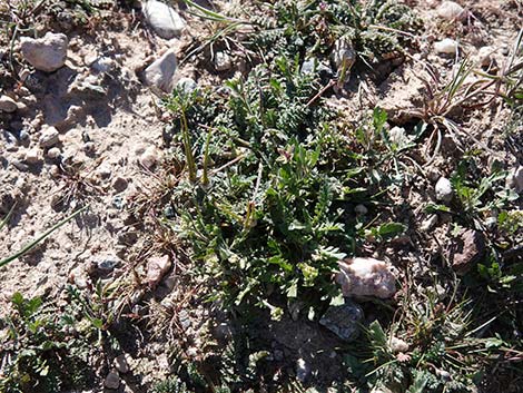 Redstem Stork's Bill (Erodium cicutarium)