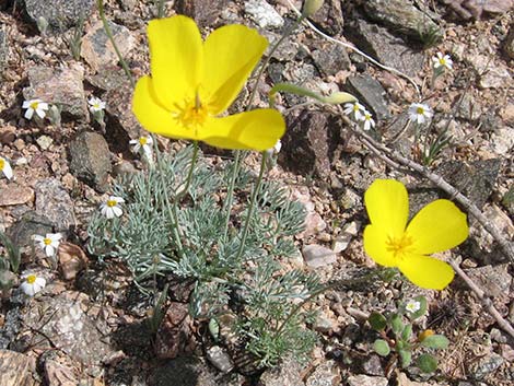 Desert Poppy (Eschscholzia glyptosperma)