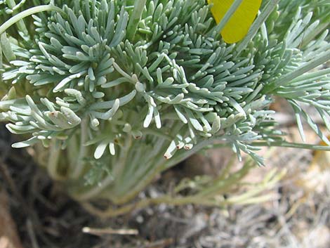 Desert Poppy (Eschscholzia glyptosperma)