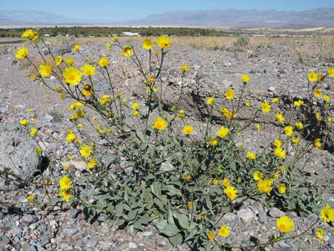 Desert Gold (Geraea canescens)