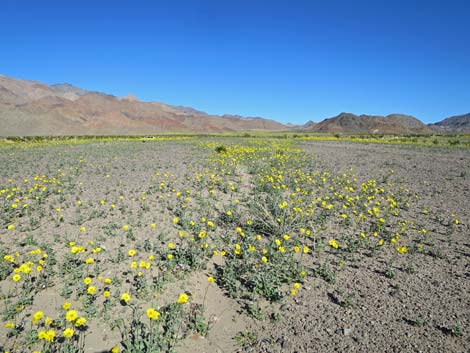 Desert Gold (Geraea canescens)