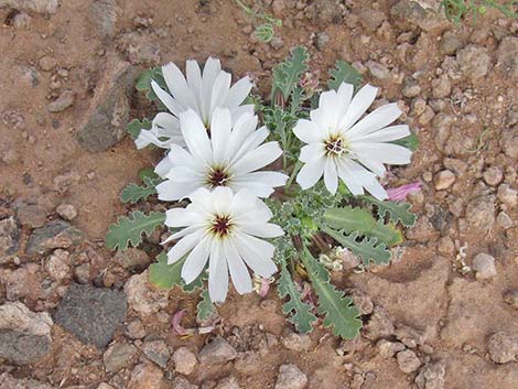 Holy Dandelion (Glyptopleura setulosa)